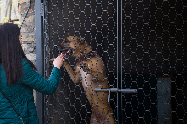 Тварини в зоні АТО