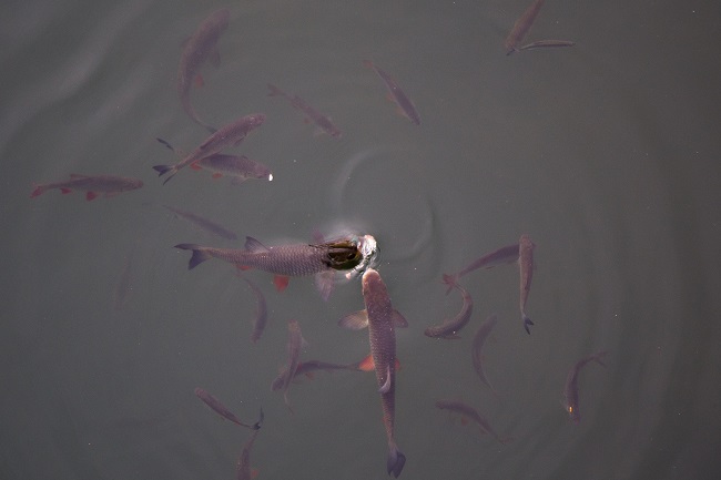 Краснопірка в зоні відчуження