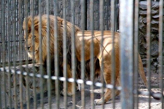 Селфи не удалось: в зоопарке лев травмировал 14-летнего украинца