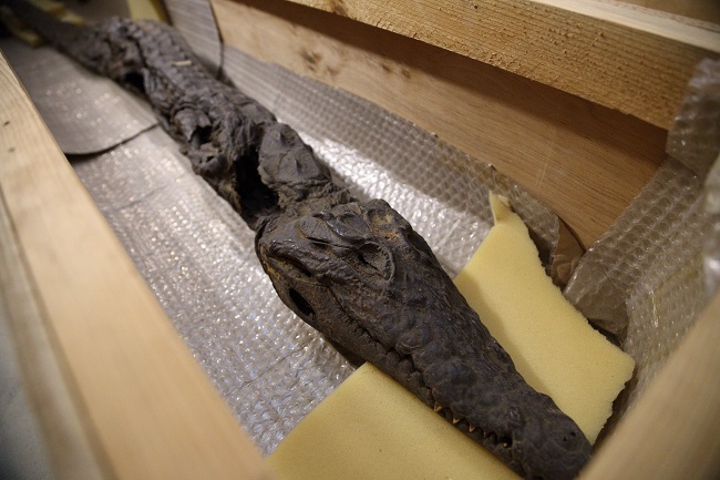 Мумия крокодила 