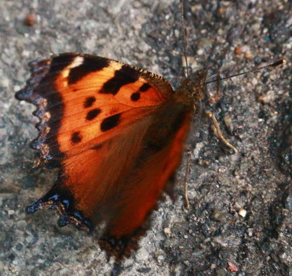 Стало відомо, звідки в Києві так багато метеликів