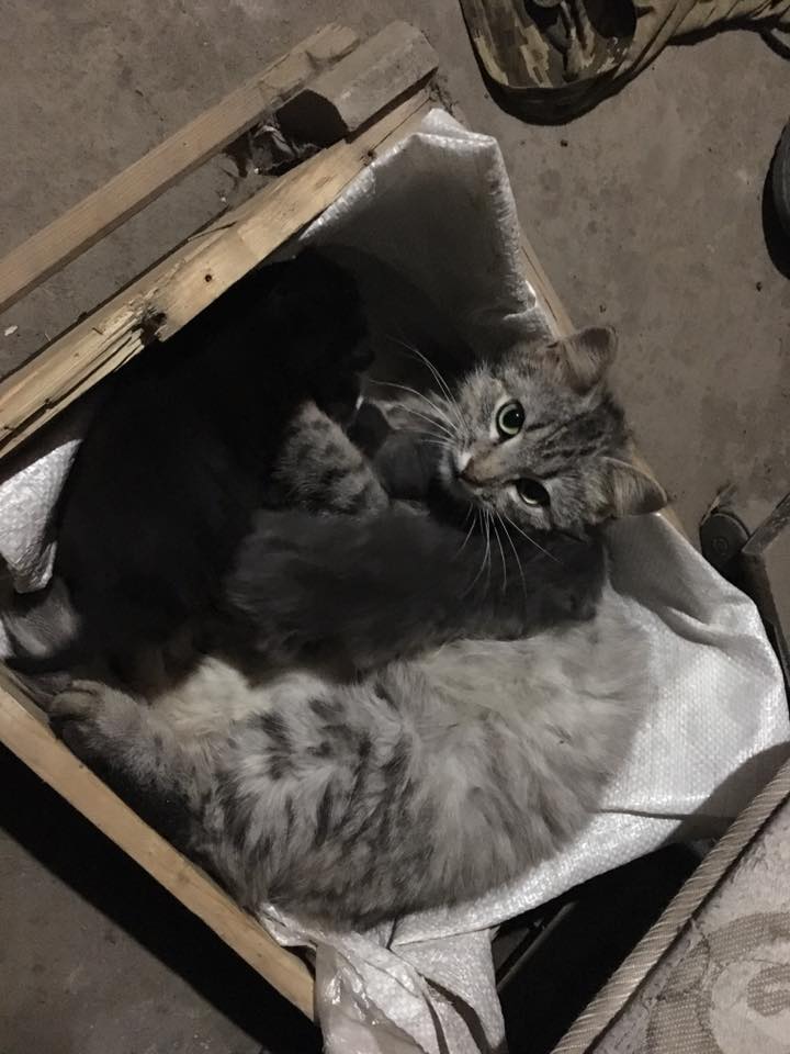 "Живуть в самому пеклі": в мережі показали зворушливе фото пухнастого сімейства на Донбасі