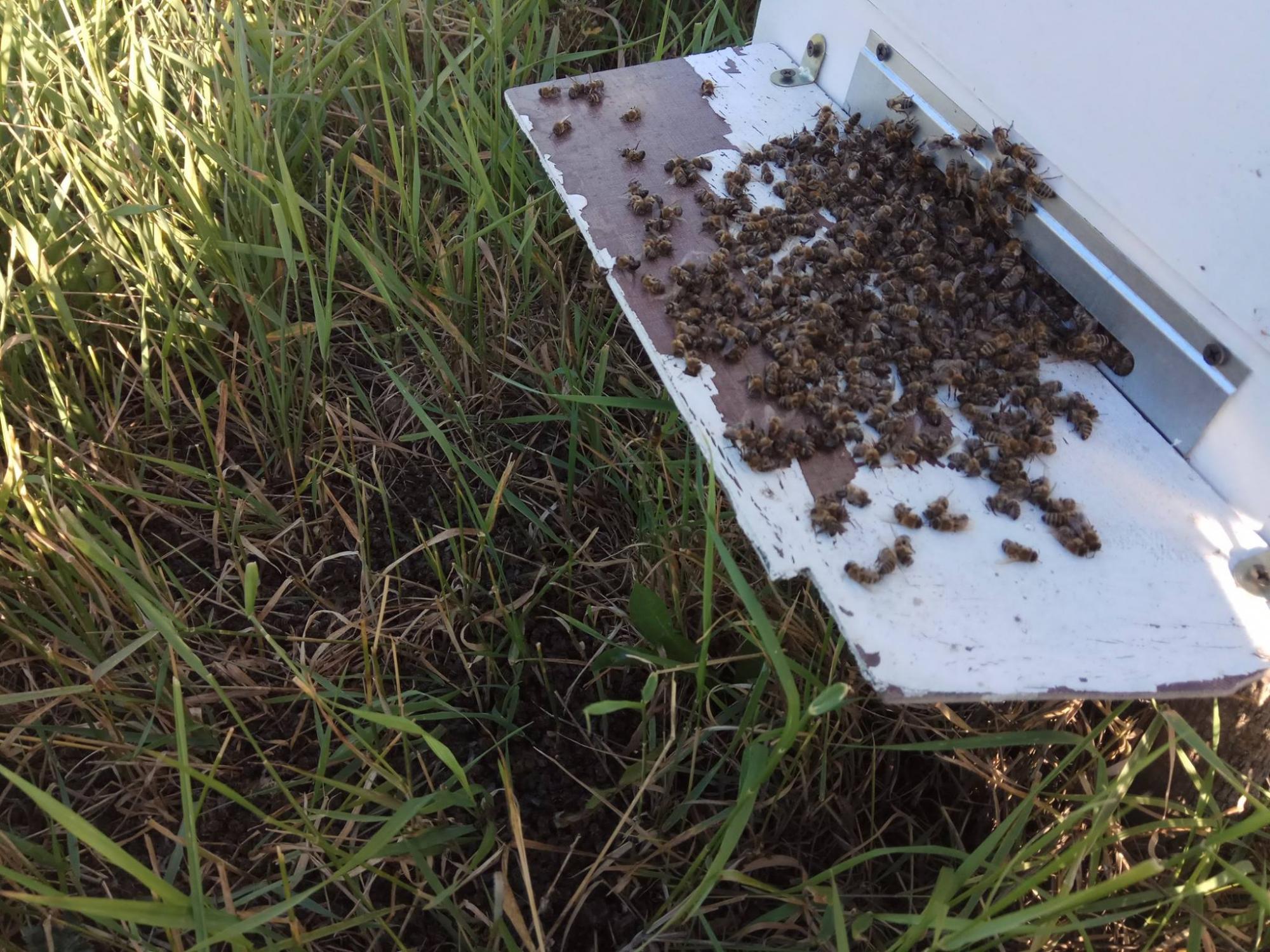 "Падеж до 80-90%": в Харьковской области массово вымирают пчелы (фото)