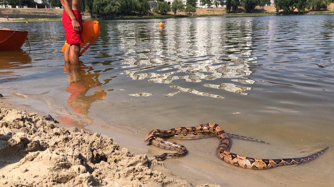"Ужас": в Киеве на пляже отдыхали питоны (фото)