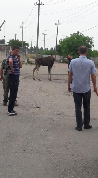 Хотів пити: у Київській області лось прийшов до людей