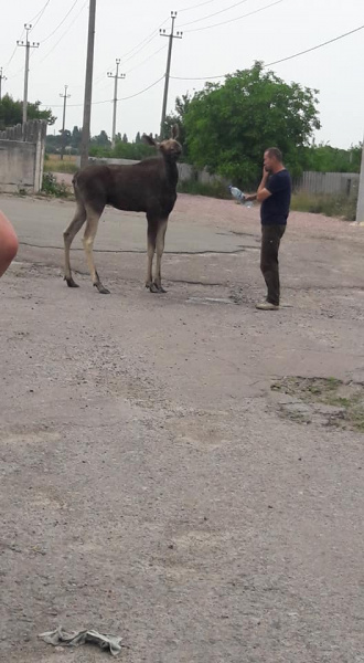 Хотів пити: у Київській області лось прийшов до людей