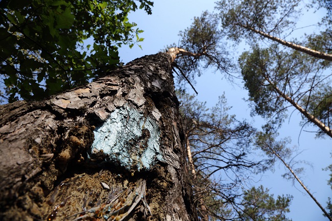 Отметки под спил дерева