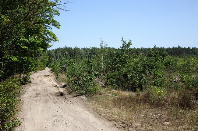 Вырубка леса в Пуща-Водице