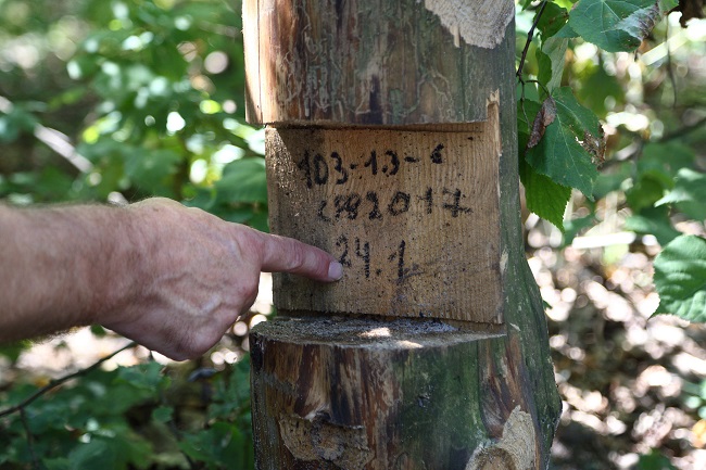 Пуща-Водица лес