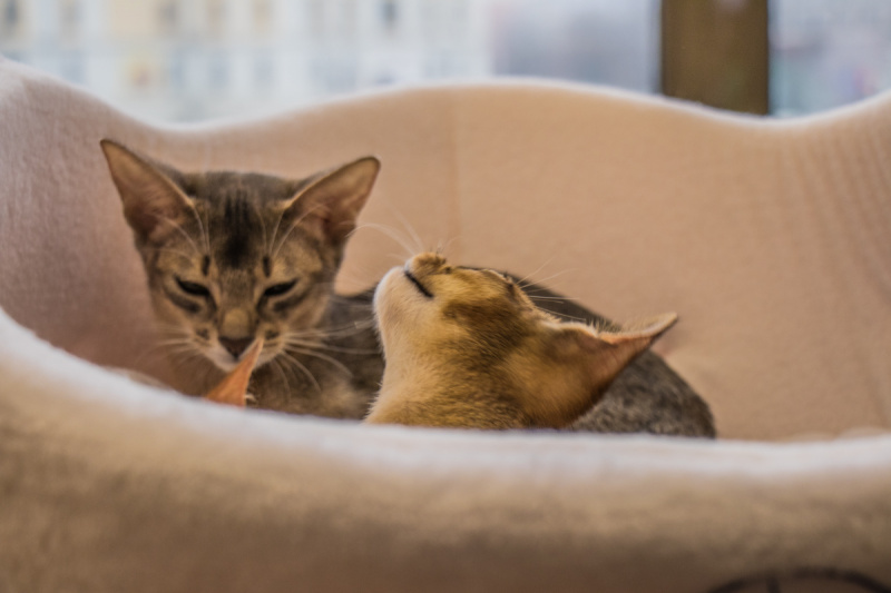 Пушистые экспонаты из разных стран: в Киеве проходит выставка кошек