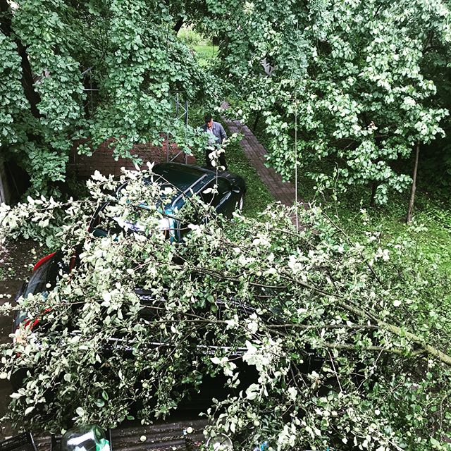 Автомобіль відомого українського музиканта розчавило дерево (фото)