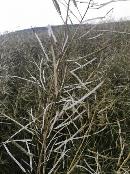 Одеську область побило великим градом