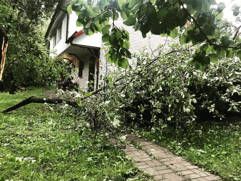 Автомобіль відомого українського музиканта розчавило дерево (фото)