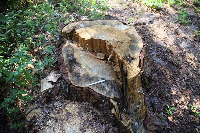 Золотой лес Пуща-Водицы