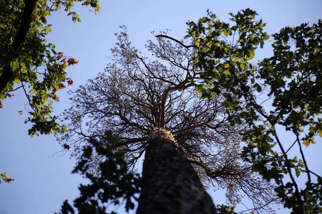 Сухая сосна в Пуща-водице