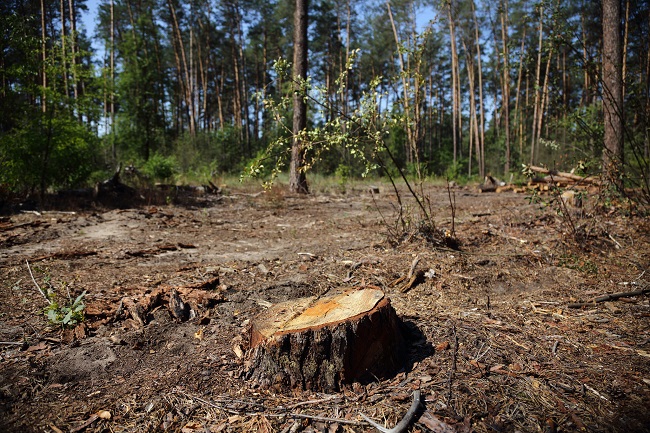 Вырубка золотого леса в Киеве
