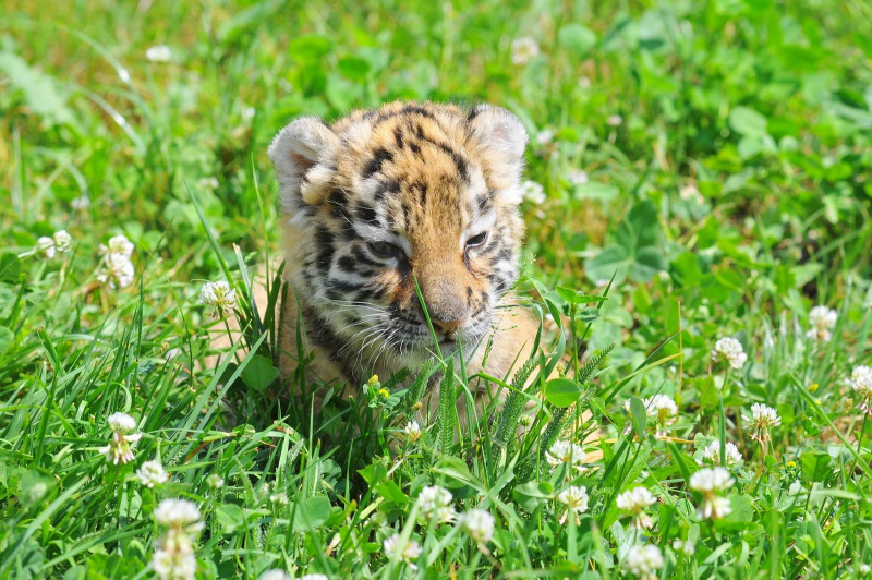 У Луцьку врятували двомісячне тигреня (фото, відео)