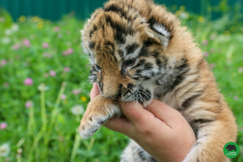 У Луцьку врятували двомісячне тигреня (фото, відео)