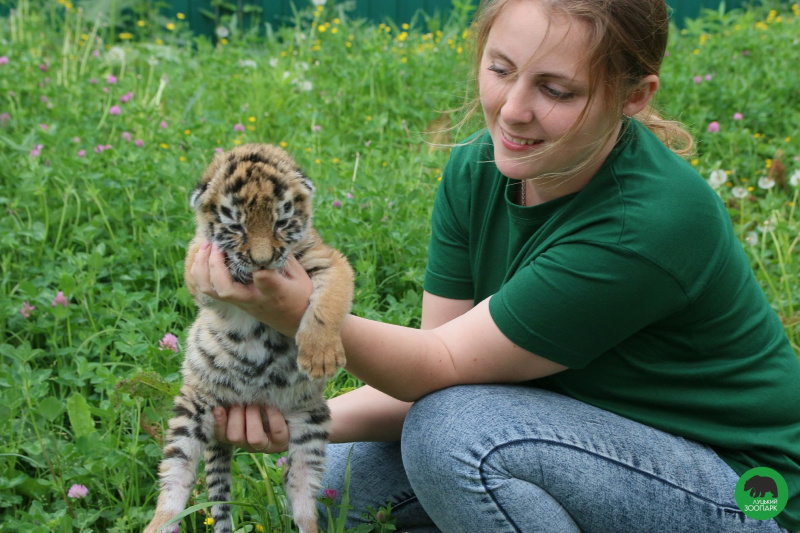 У Луцьку врятували двомісячне тигреня (фото, відео)