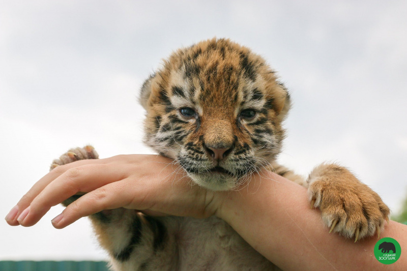 У Луцьку врятували двомісячне тигреня (фото, відео)