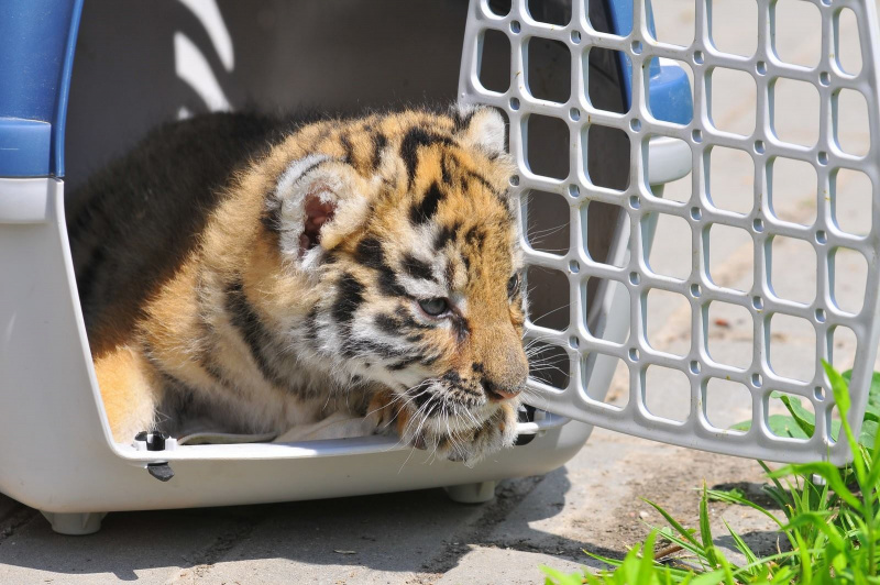 У Луцьку врятували двомісячне тигреня (фото, відео)