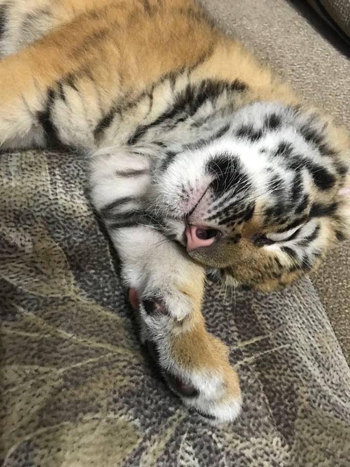У Луцьку врятували двомісячне тигреня (фото, відео)