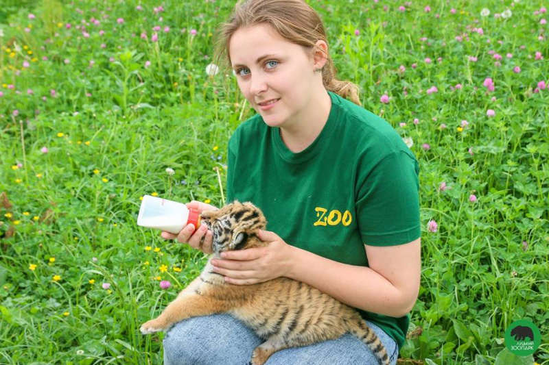 У Луцьку врятували двомісячне тигреня (фото, відео)