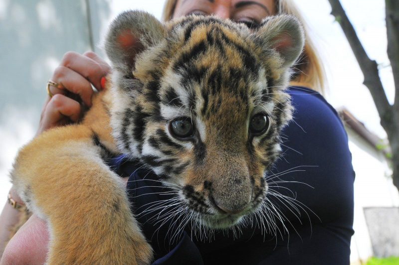 У Луцьку врятували двомісячне тигреня (фото, відео)