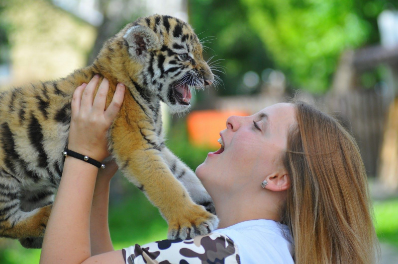 У Луцьку врятували двомісячне тигреня (фото, відео)