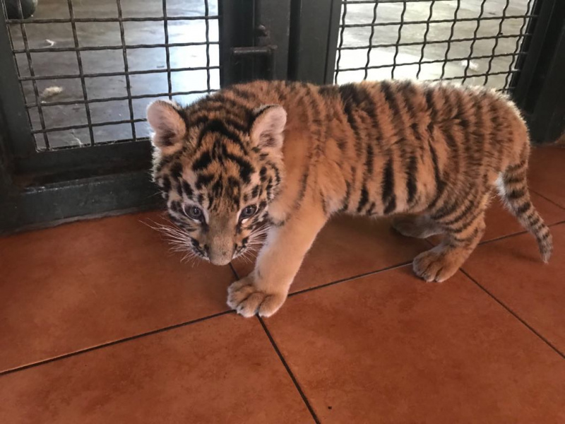 У Луцьку врятували двомісячне тигреня (фото, відео)