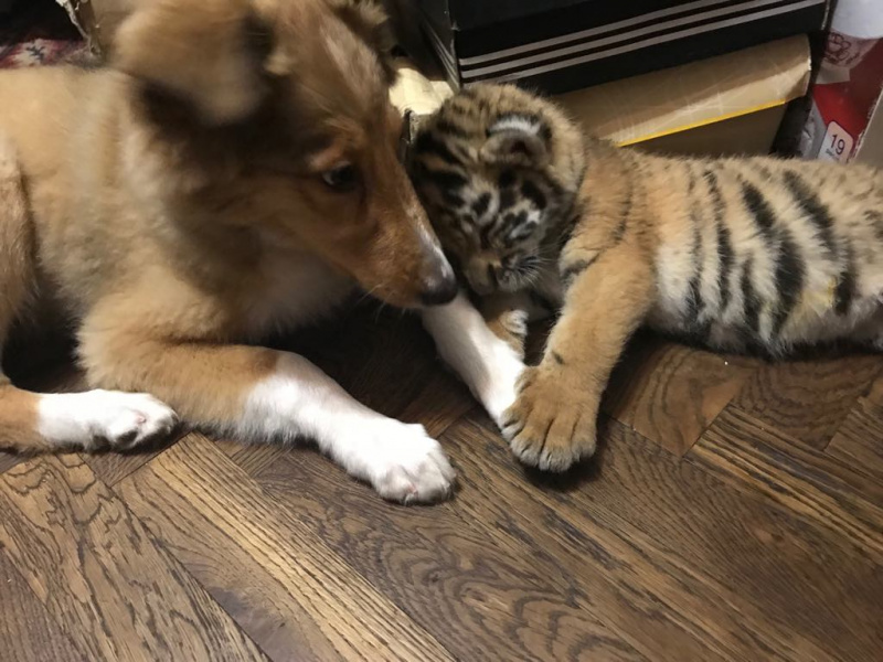 У Луцьку врятували двомісячне тигреня (фото, відео)