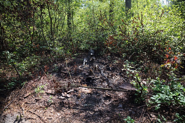 Места сжигания древесины