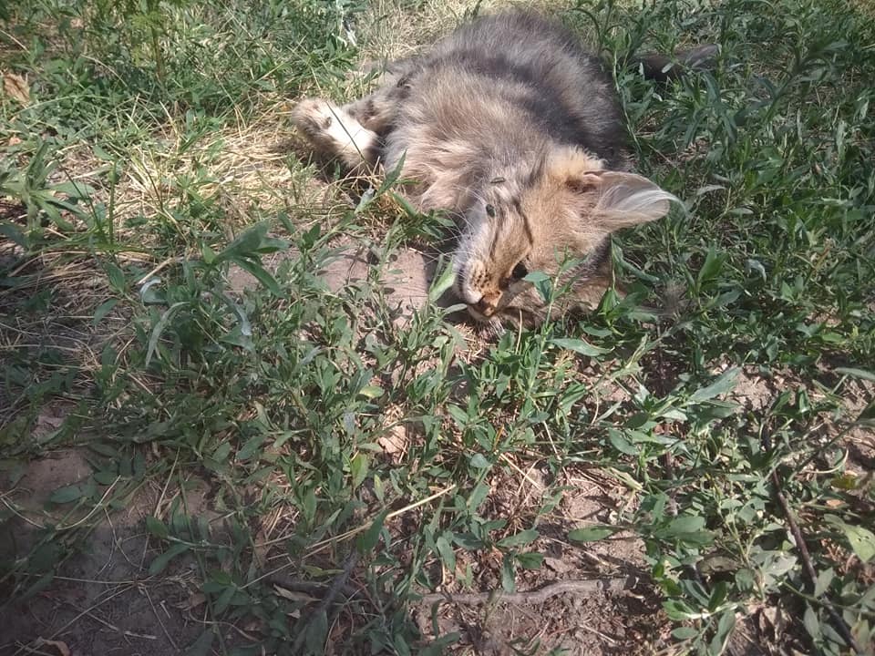 "Діти плакали": під Києвом чоловік жорстоко познущався над твариною