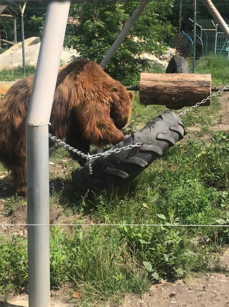 "Слезы наворачиваются на глаза": под Житомиром работает уникальный приют для медведей (фото)