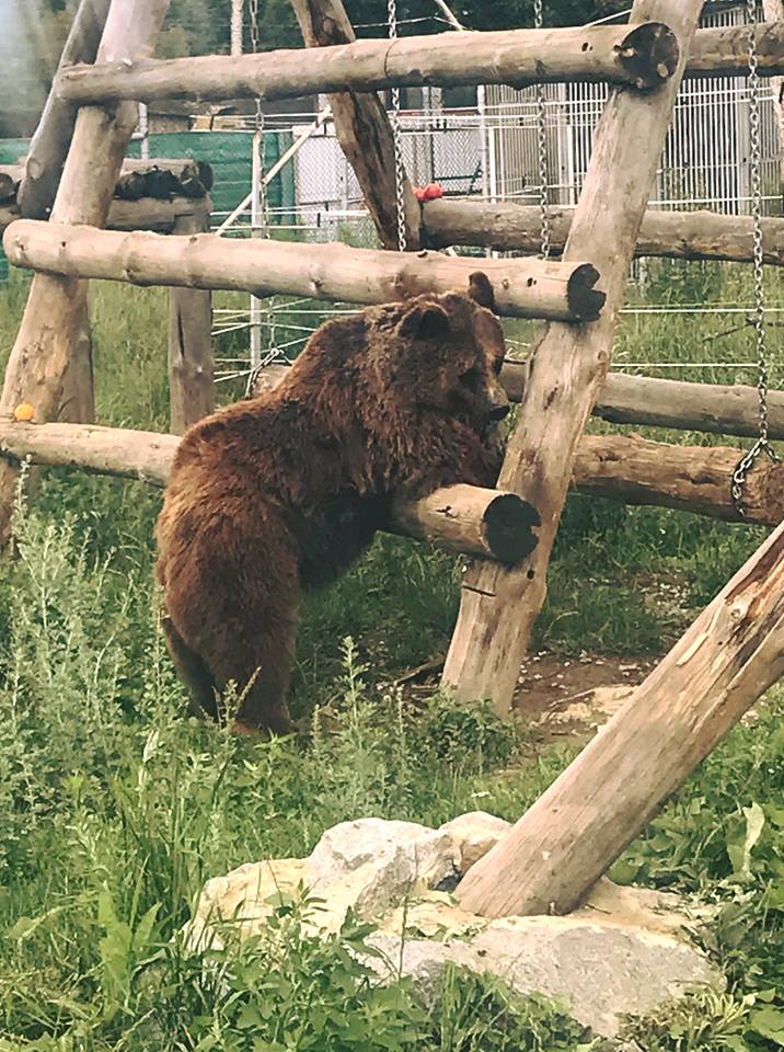 "Слезы наворачиваются на глаза": под Житомиром работает уникальный приют для медведей (фото)