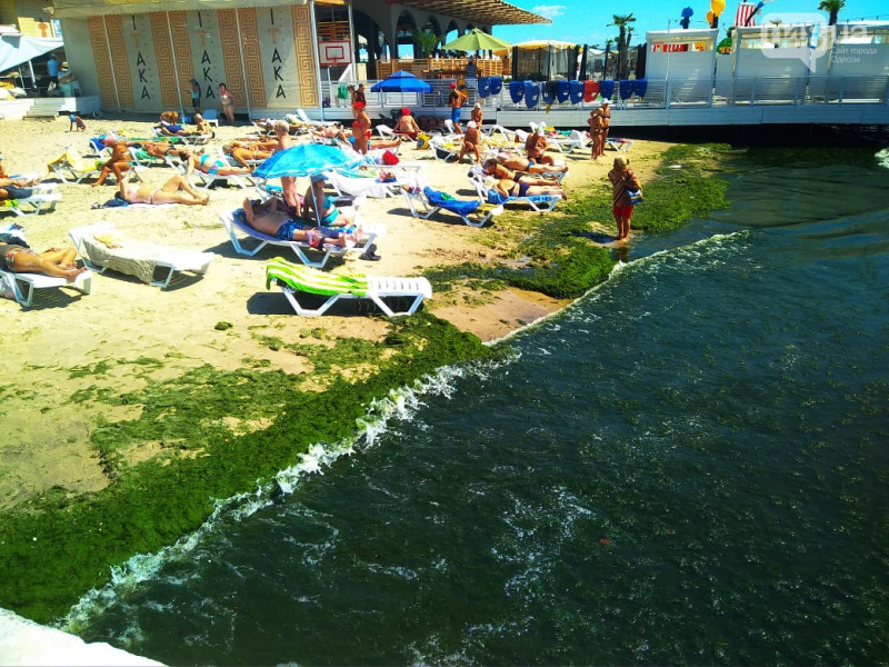Пляжі Одеси під крутими нічними клубами заповнили тонни водоростей (фото)