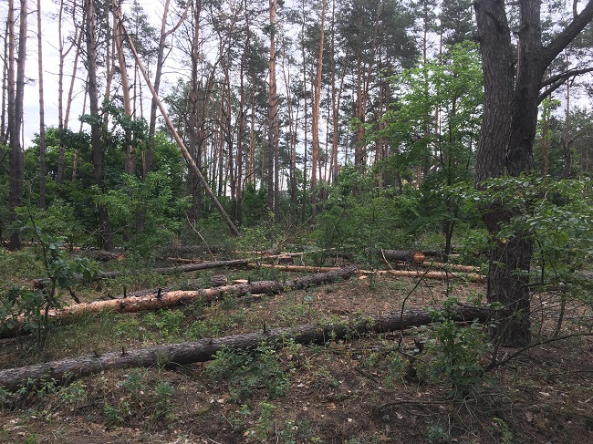 Результат вырубки леса в Гостомеле