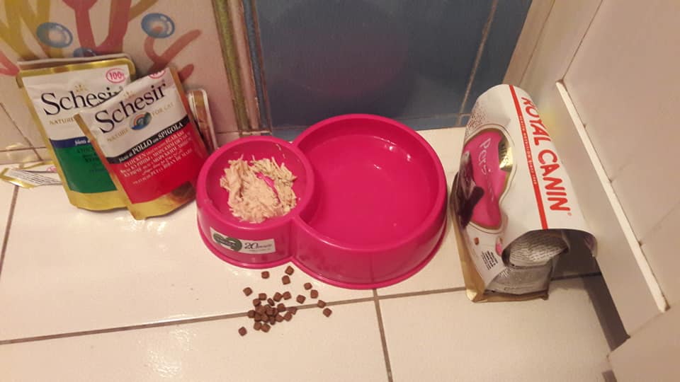 Пухнастий дегустатор: стала відома доля кота, який сидів у вітрині київського магазину