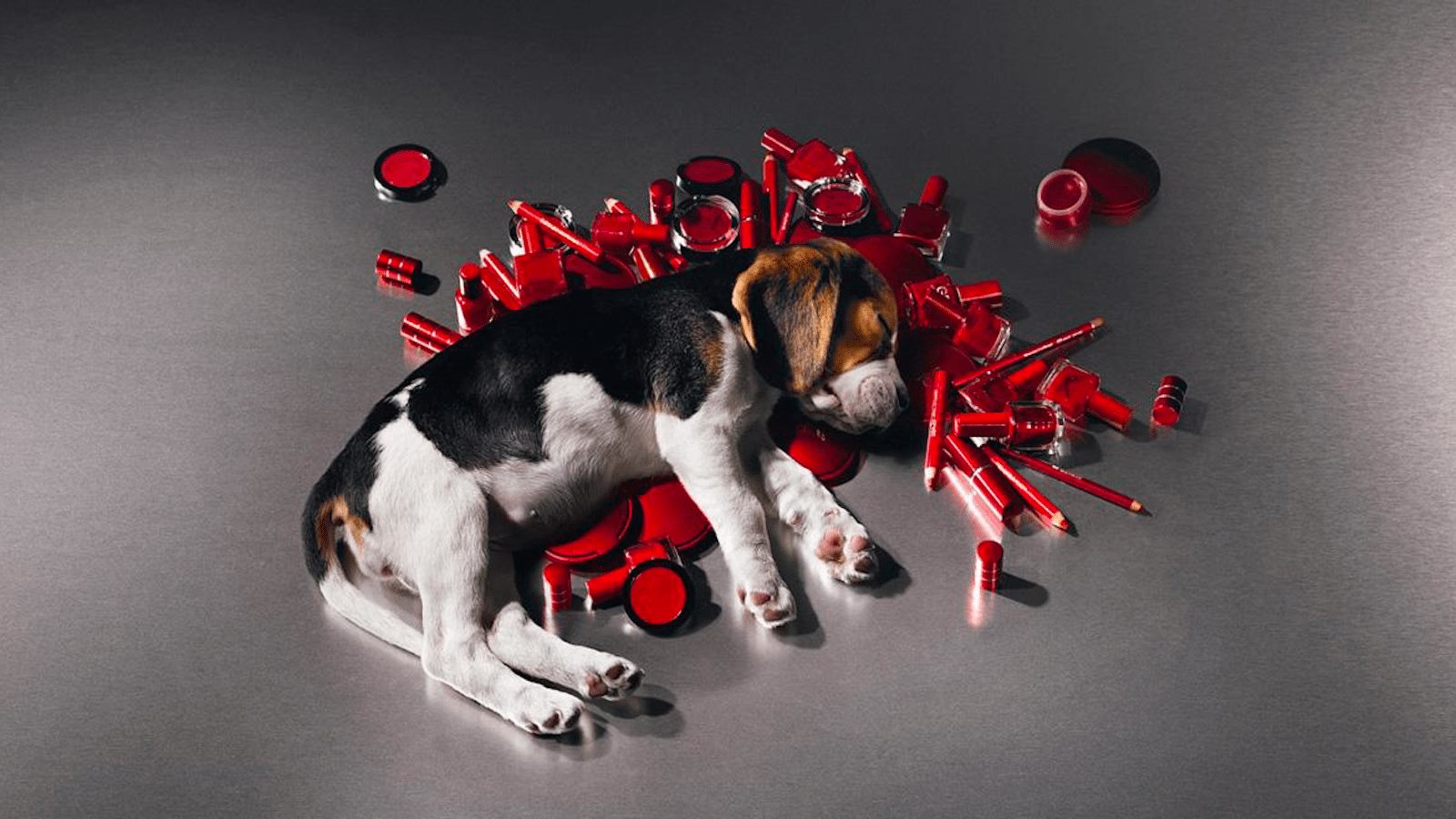 "Выжигают глаза": зоозащитник рассказал, как в Украине тестируют косметику на животных