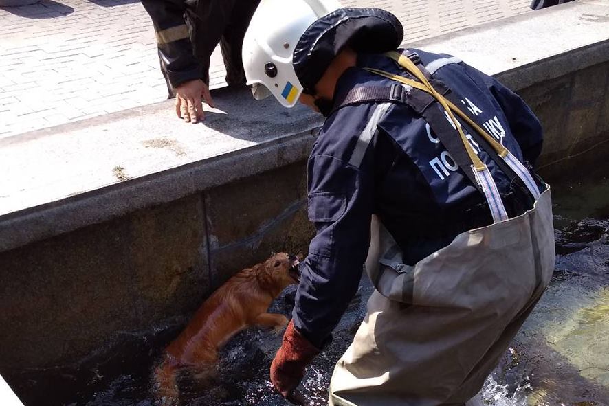 В Полтаве спасли жизнь собаке, упавшей в фонтан (фото)