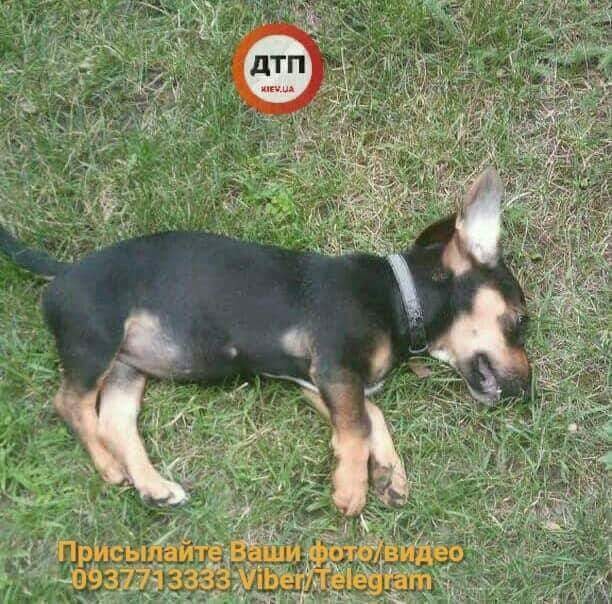 &quot;Найти и наказать&quot;: в Киеве мужчина выбросил из окна щенка