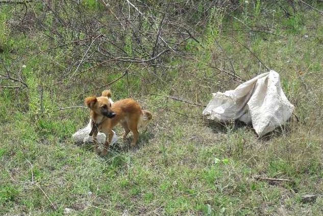 В Херсонской области собаку засунули в мешок и выбросили в колодец (фото)