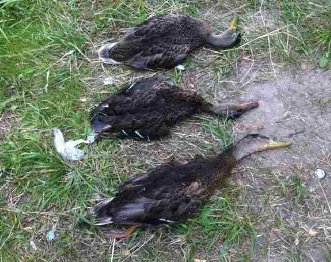 "Твари, ничего святого": жители Киева озабочены массовыми смертями уток в озерах (фото)