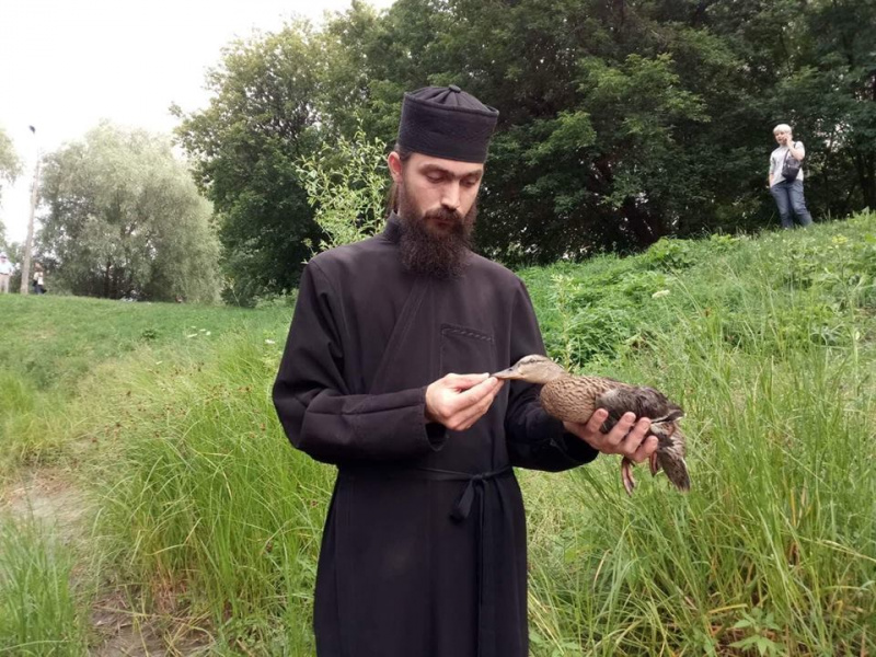 "Твари, ничего святого": жители Киева озабочены массовыми смертями уток в озерах (фото)