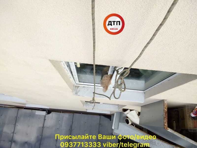 "Не оставляйте без присмотра": в Киеве кот погиб, застряв в окне (фото, видео)