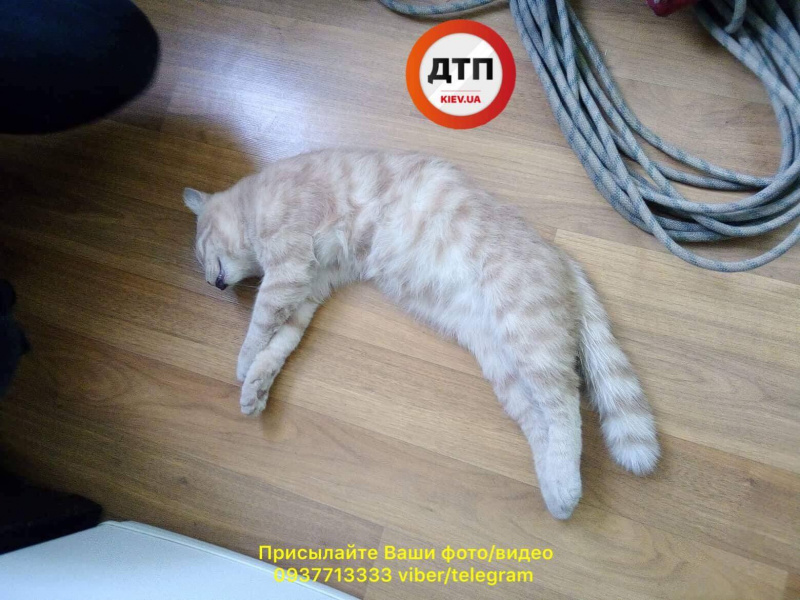 "Не оставляйте без присмотра": в Киеве кот погиб, застряв в окне (фото, видео)