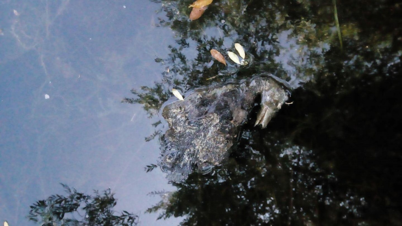 "Твари, ничего святого": жители Киева озабочены массовыми смертями уток в озерах (фото)