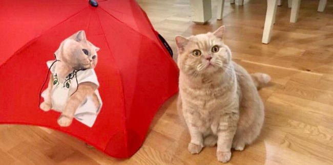 "Дощі з грозами": народний синоптик дала прогноз погоди на 13 липня