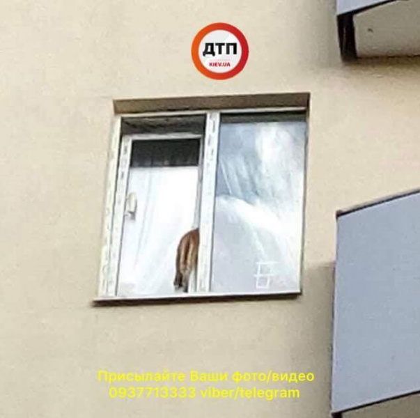 "Не оставляйте без присмотра": в Киеве кот погиб, застряв в окне (фото, видео)