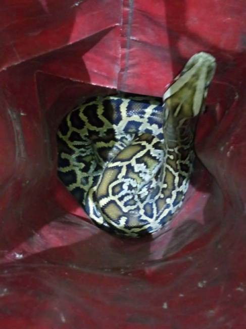 &quot;Остановкой ошибся&quot;: в Киеве на столбе заметили неожиданное животное (фото)